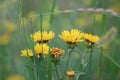 Magic Colors Of Yellow Flowers