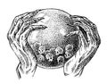 Magic crystal ball in the hands of a fortune teller. Soothsayer or predictor looks to the future. Ancient mythical Mitt