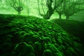 Magic deep forest with moss bubbles Royalty Free Stock Photo