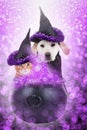 Magic dog cat Halloween witch costume pet potion