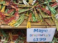 Magic Dragonfly`s for Sale in Souvenir Store