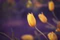 Magic fairy dreamy tulips with bokeh Royalty Free Stock Photo