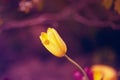 Magic fairy dreamy tulips with bokeh Royalty Free Stock Photo
