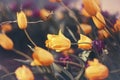 Magic fairy dreamy tulips with bokeh Royalty Free Stock Photo