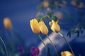 Magic fairy dreamy tulips with bokeh Royalty Free Stock Photo