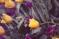 Magic fairy dreamy tulips with bokeh Royalty Free Stock Photo