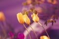 Magic fairy dreamy tulips with bokeh Royalty Free Stock Photo