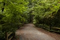 Magic fairy tale forest and fall forest path leading trough it.  old car, autumn plants Royalty Free Stock Photo