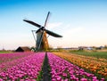 Magic fascinating picture of beautiful windmills spinning in the midst tulip field in  Netherlands at dawn Royalty Free Stock Photo