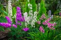 Magic floral garden Royalty Free Stock Photo