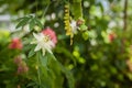 Magic floral garden