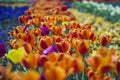 Magic floral landscape picturesque garden with orange tulips in Royalty Free Stock Photo