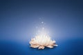 Magic flower floating on water. Royalty Free Stock Photo