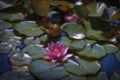 Magic flower. Water lily in the old pond Royalty Free Stock Photo