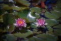 Magic flower. Water lily in the old pond Royalty Free Stock Photo