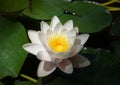 Magic flower. White Water Lily among green leaves in the old pond. Royalty Free Stock Photo