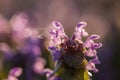 Magic flowers red dead nettle Lamium purpureum in the morning dew.