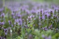 Magic flowers red dead nettle Lamium purpureum in the morning dew.