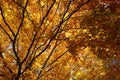 The magic of the forest in autumn, warm colors of the dry leaves. Royalty Free Stock Photo