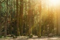 Magic forest with bright sunshine. Pine trees and rocks on the ground Royalty Free Stock Photo