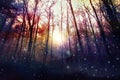 Magic forest, enchanted trees, sun backlit Royalty Free Stock Photo