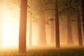 Magic Forest Royalty Free Stock Photo