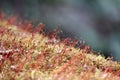 Magic forest, moss with red spore capsules close up Royalty Free Stock Photo