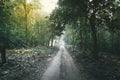 magic forest path Royalty Free Stock Photo