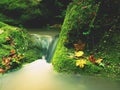Magic forest stream creek in autumn with stones moss ferns and fallen leaves