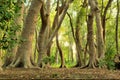 Magic green forest