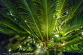 Magic green plant background with flashlights Royalty Free Stock Photo
