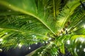 Magic green plant background with flashlights Royalty Free Stock Photo