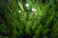 Magic green plant background with flashlights Royalty Free Stock Photo
