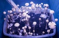Cultivation of hallucinogenic mushrooms Royalty Free Stock Photo