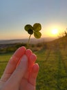 The magic of a happy clover