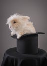 Magic hat with beautiful white rabbit Royalty Free Stock Photo