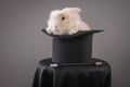 Magic hat with beautiful white rabbit Royalty Free Stock Photo