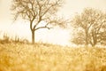 Magic hour in golden grassland at sunrise