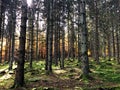 Magic Light in the German Woods - Moody Woods Royalty Free Stock Photo