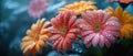 Magic little African daisy in a garden after the rain: purple, orange and green, and many rain drops.Generative AI Royalty Free Stock Photo