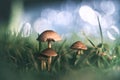 Magic little mushrooms in the grass. Fairy ring mushrooms (Marasmius oreades).