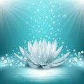 Magic lotus flower. Royalty Free Stock Photo