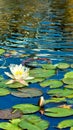 Magic lotus flower on the water Royalty Free Stock Photo