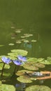 Magic lotus flower on the water