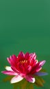 Magic lotus flower on the water Royalty Free Stock Photo