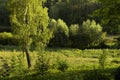 Magic lush green landscape with shine birch in summer sunbeams on green meadow with trees and bushes in golden sunshine.