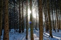 Starburst effect in spruce forest by snow flurry in motion blur Royalty Free Stock Photo