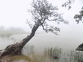 MAGIC MOMENTS WITH NATURE TREE AND LAKE