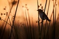 Magic morning near the lake water, orange sunrise in Awassa Lake, Ethiopia. Spectacled weaver, Ploceus ocularis, bird in the Royalty Free Stock Photo