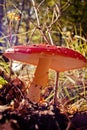 Magic mushroom Royalty Free Stock Photo